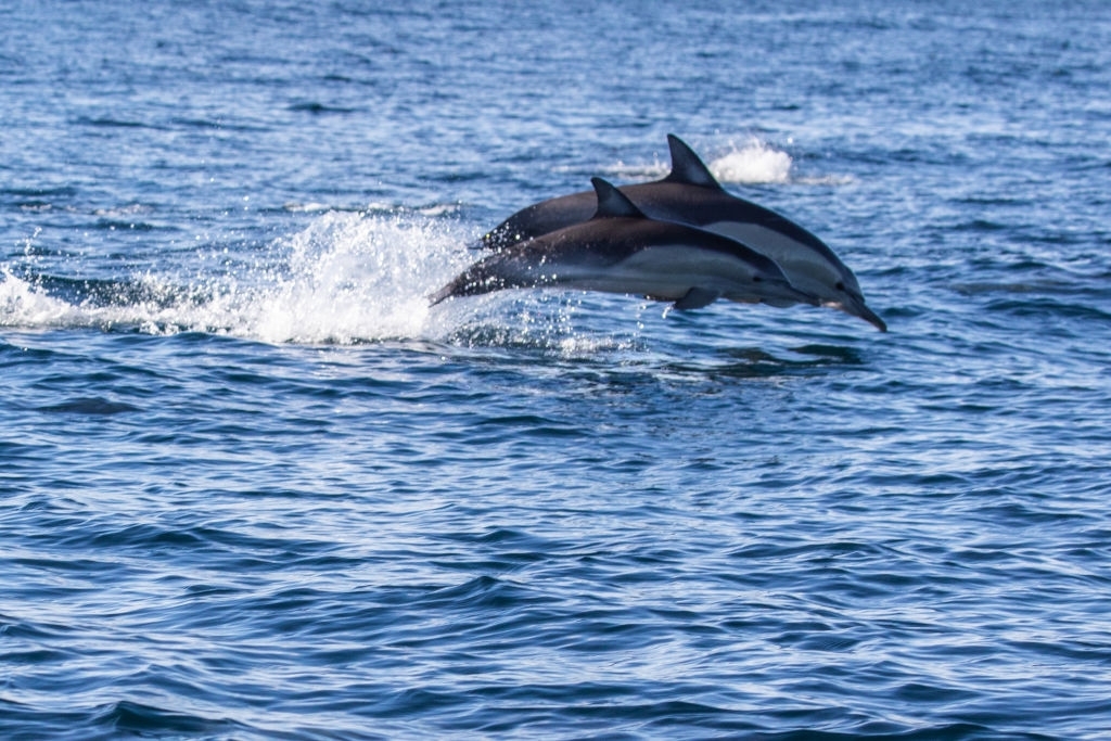 Treasure Island Marina Dolphin Tours