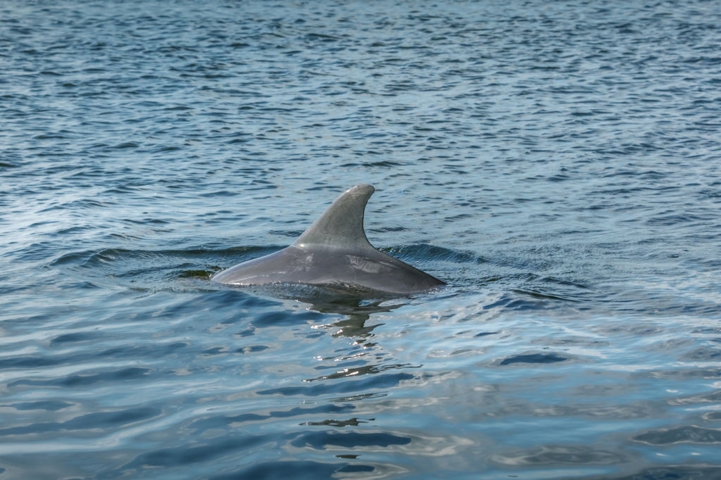 Inlet Beach Dolphin Tours