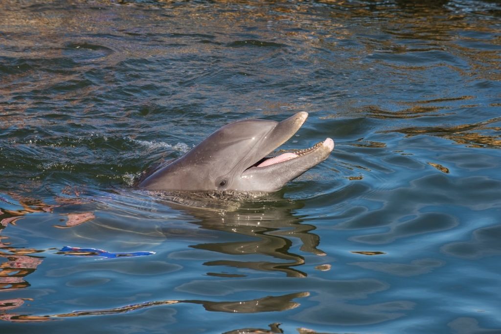 Historic St. Andrews Dolphin Tours