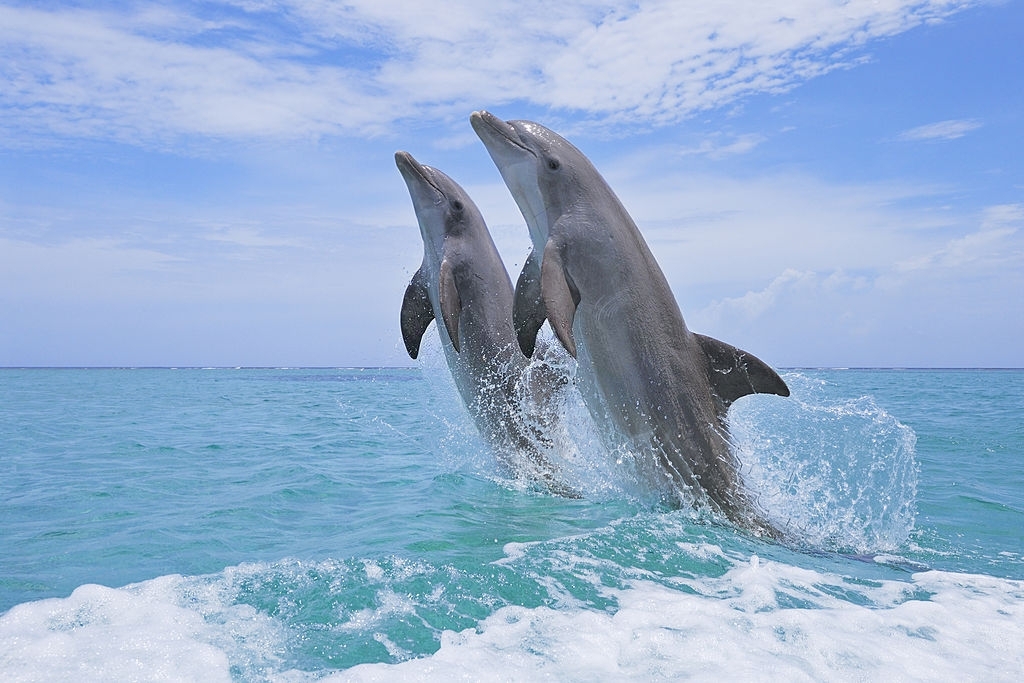 Alys Beach Florida Dolphin Tours