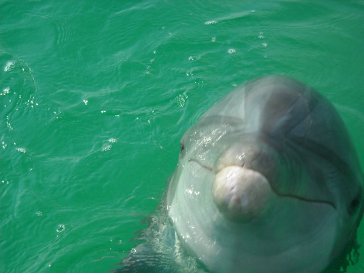 Panama City Beach Private Family-Group Dolphin & Snorkeling Tours
