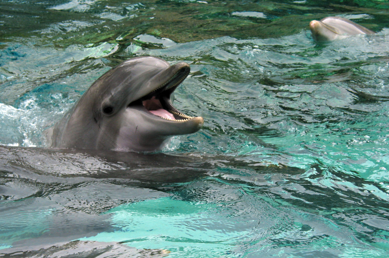 Panama City Beach Dolphin Tours