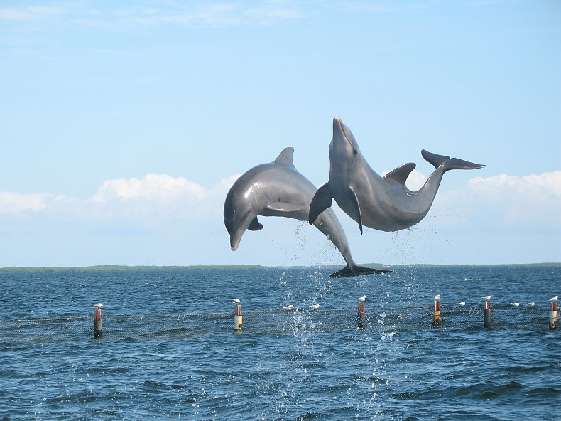 Venture Out Dolphin Tours