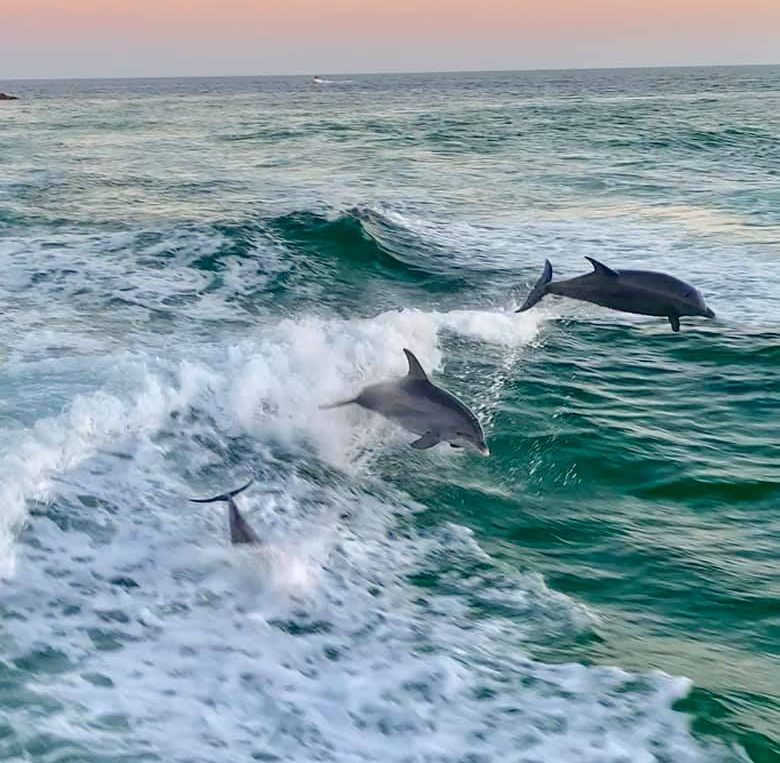 Rosemary Beach Dolphin Tours