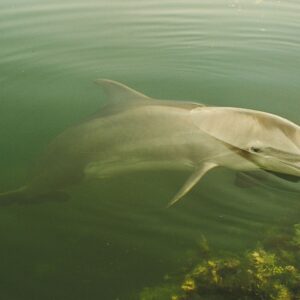 2 HOURS PRIVATE DOLPHIN AND SNORKELING TOUR UP TO – 13 PEOPLE