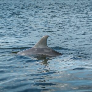 2 HOURS PRIVATE DOLPHIN AND SNORKELING TOURS TO – 6 PEOPLE