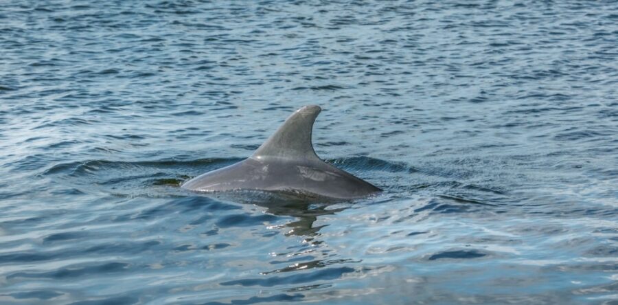 2 HOURS PRIVATE DOLPHIN AND SNORKELING TOURS TO – 6 PEOPLE