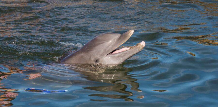 SPLIT CHARTERS DOLPHIN AND SNORKELING 2 HOURS – 13 PEOPLE