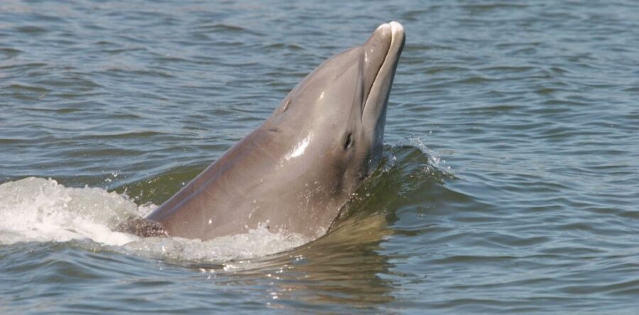 SPLIT CHARTER DOLPHIN AND SNORKELING 2 HOURS – 6 PEOPLE