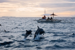 Private Dolphin and Snorkeling Tours