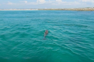 Private Dolphin and Snorkeling Tours