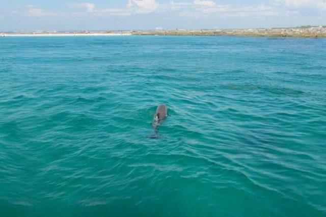 Private Dolphin and Snorkeling Tours