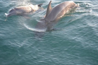 Private Dolphin and Snorkeling Tours