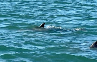 Private Dolphin and Snorkeling Tours