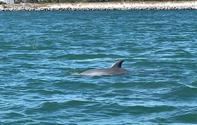 Private Dolphin and Snorkeling Tours