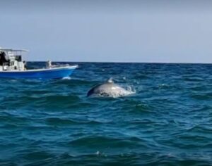 Split Charters Dolphin and Snorkeling Tours