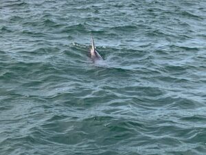 Split Charters Dolphin and Snorkeling Tours