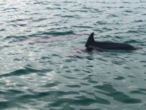 Split Charters Dolphin and Snorkeling Tours